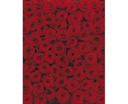 4-077 Фотообои Komar "Roses"